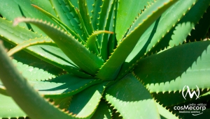 Cómo utilizar el Aloe Vera para cuidar tu piel